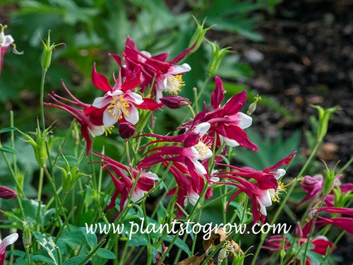 Crimson Star Columbine (Aquilegia)